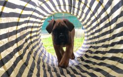 Welpen beim spielerischen Training